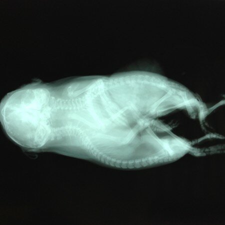 Radiograph of Conjoined Guinea Pig Twins